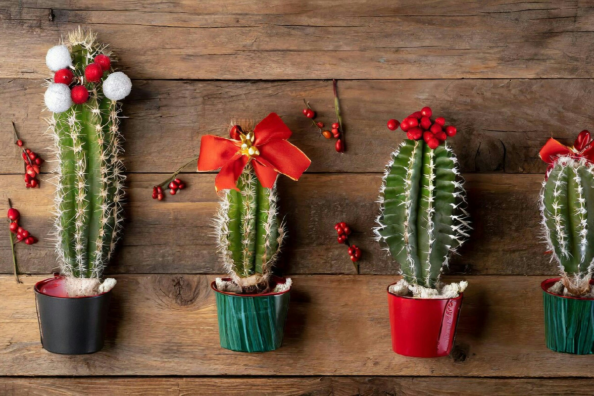 Cactus di Natale: ecco come regolare l’illuminazione per far sbocciare i fiori in anticipo