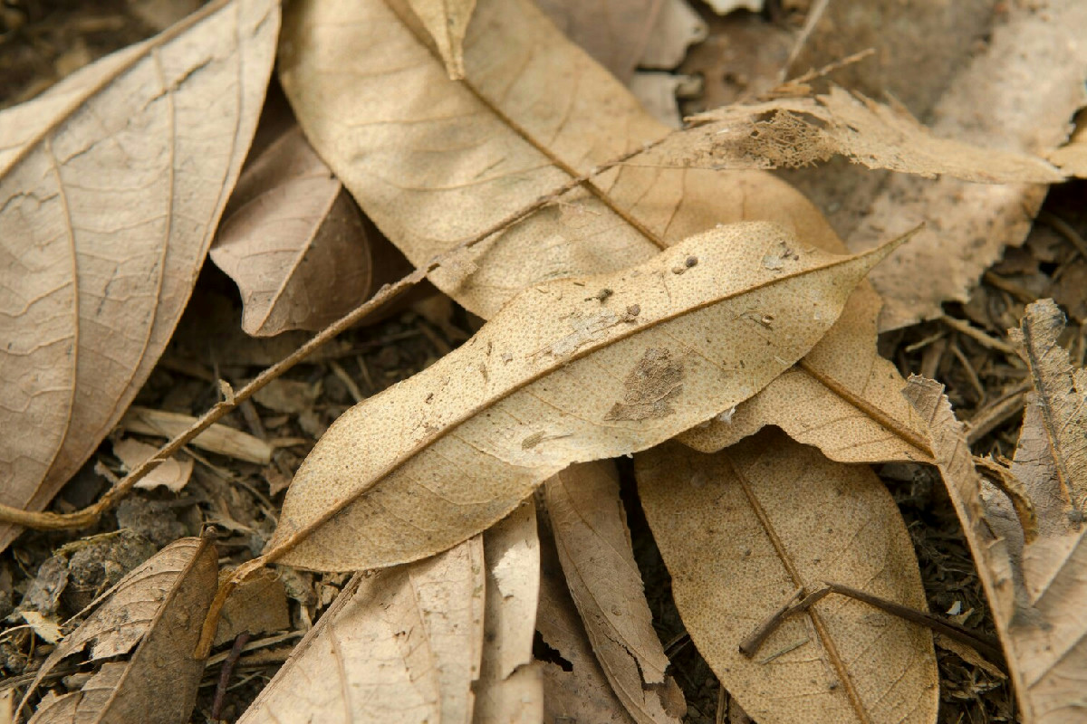 Sai perché le foglie cadute d'autunno sono un tesoro per il tuo terreno in salute?