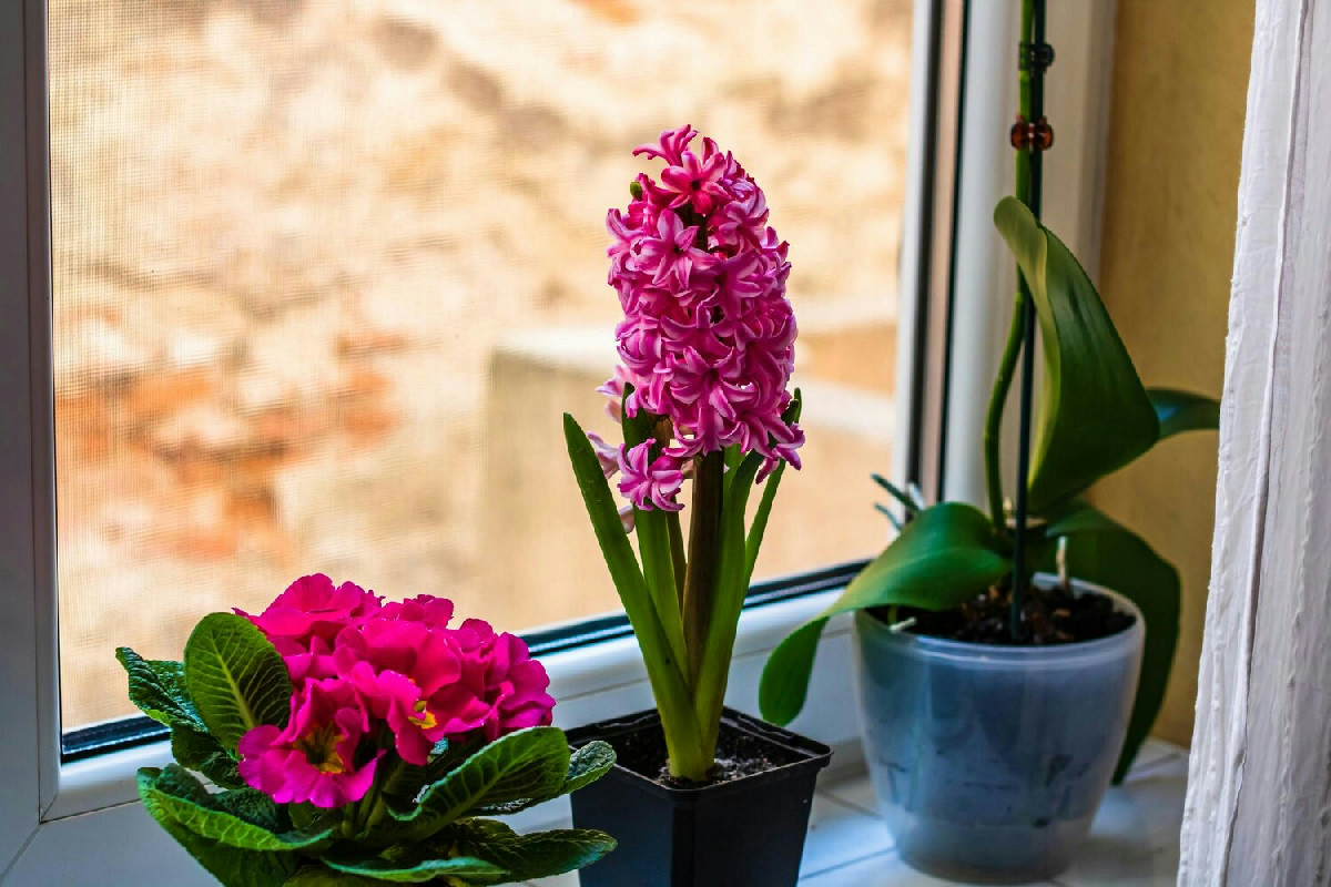 Il segreto per mantenere il ciclamino in casa fiorito più a lungo con la collocazione ideale dei vasi