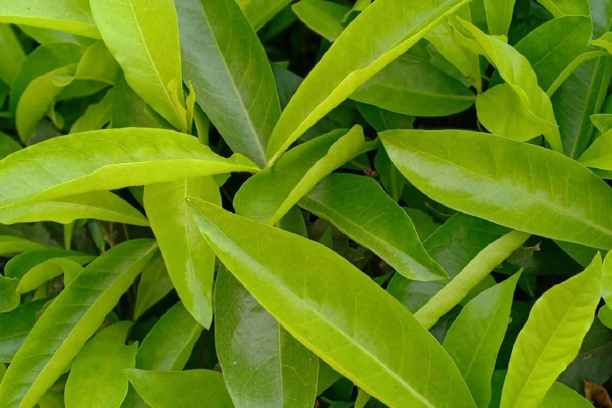 Un semplice metodo con il tè verde per migliorare la salute delle piante in modo naturale e duraturo