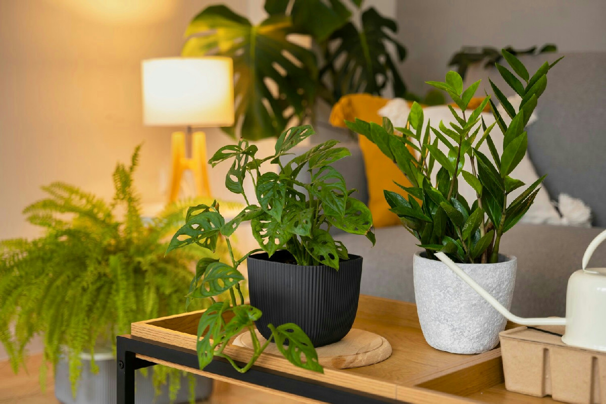 I vantaggi delle piante da interno per la salute e il benessere dell’ambiente domestico