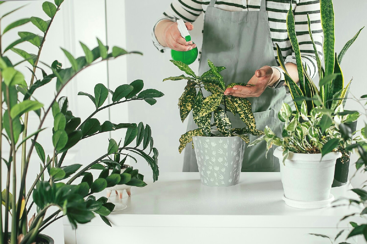 I vantaggi delle piante da interno per la salute e il benessere dell’ambiente domestico